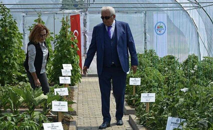Belediye Delihakkı'da sera kurdu...