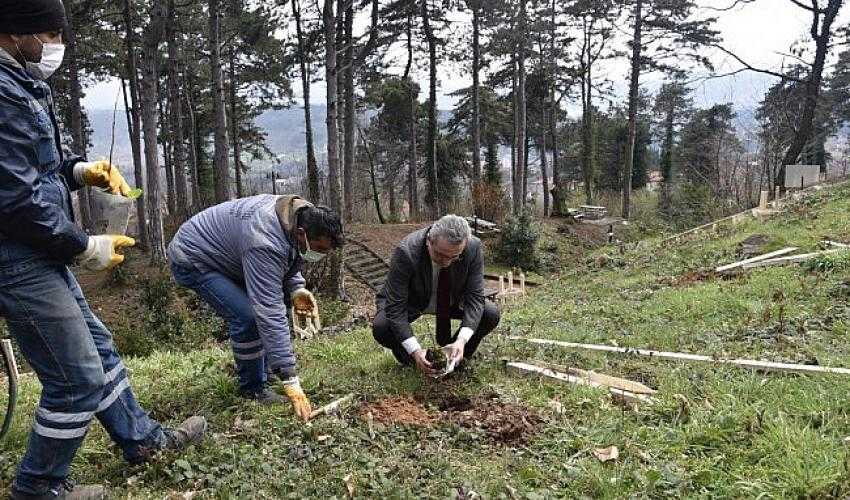 Belediyeden kestane ağacına destek..