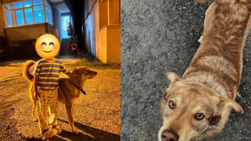Kandilli'de Leo adlı köpeği vurarak öldüren zanlı, serbest bırakılınca ortalık karıştı!...